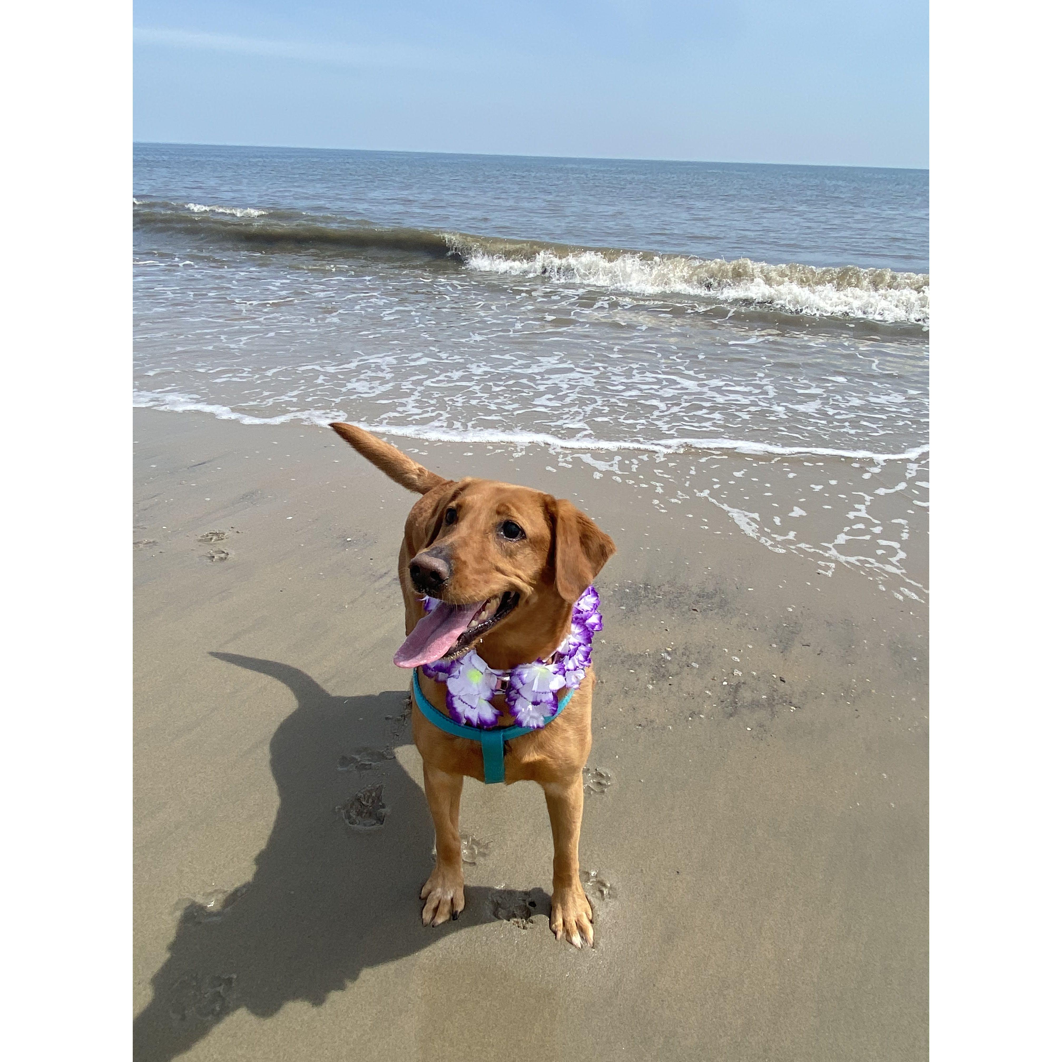 Rosie is trying to figure out a way to get to Mexico for the wedding!