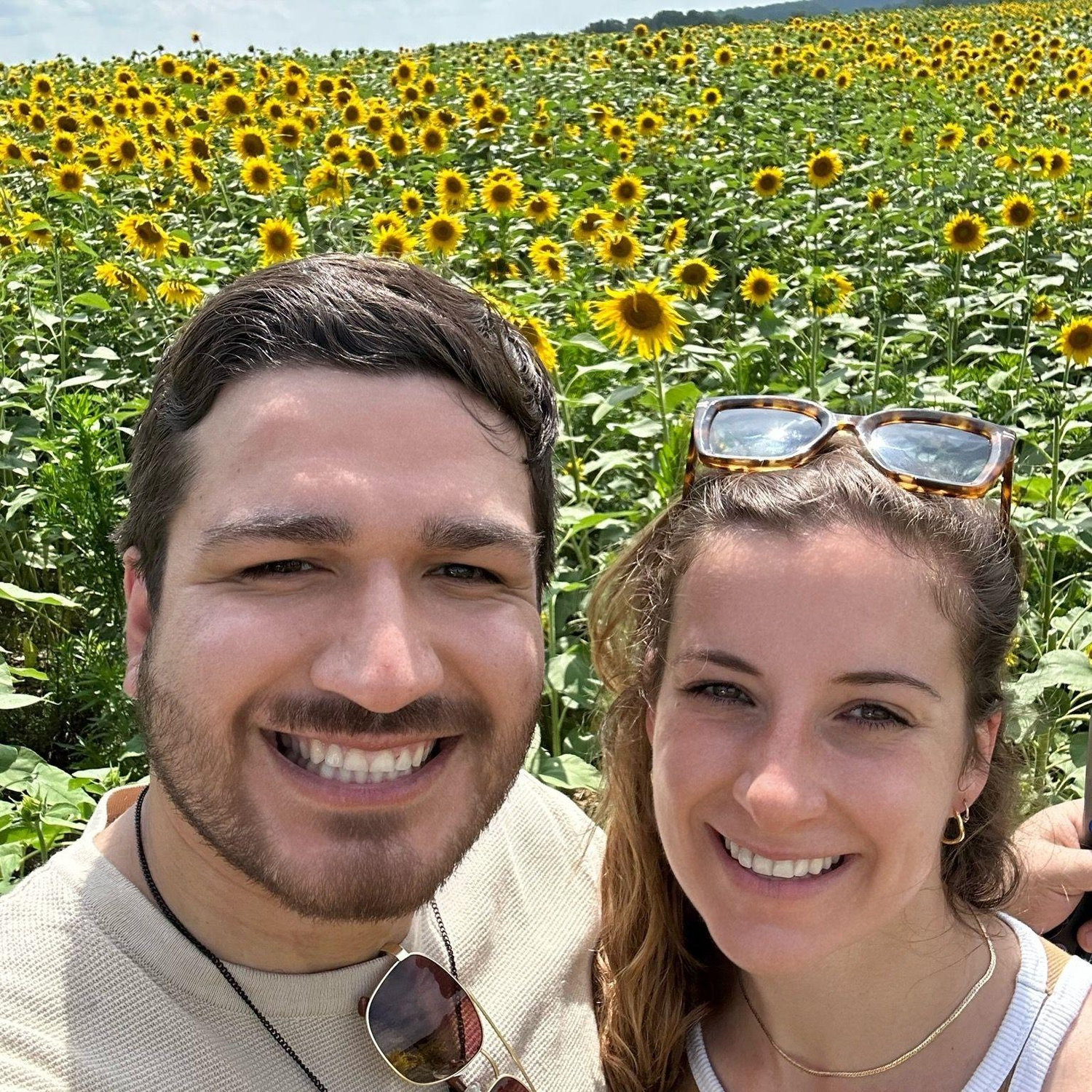 Sunflower picking in Maryland