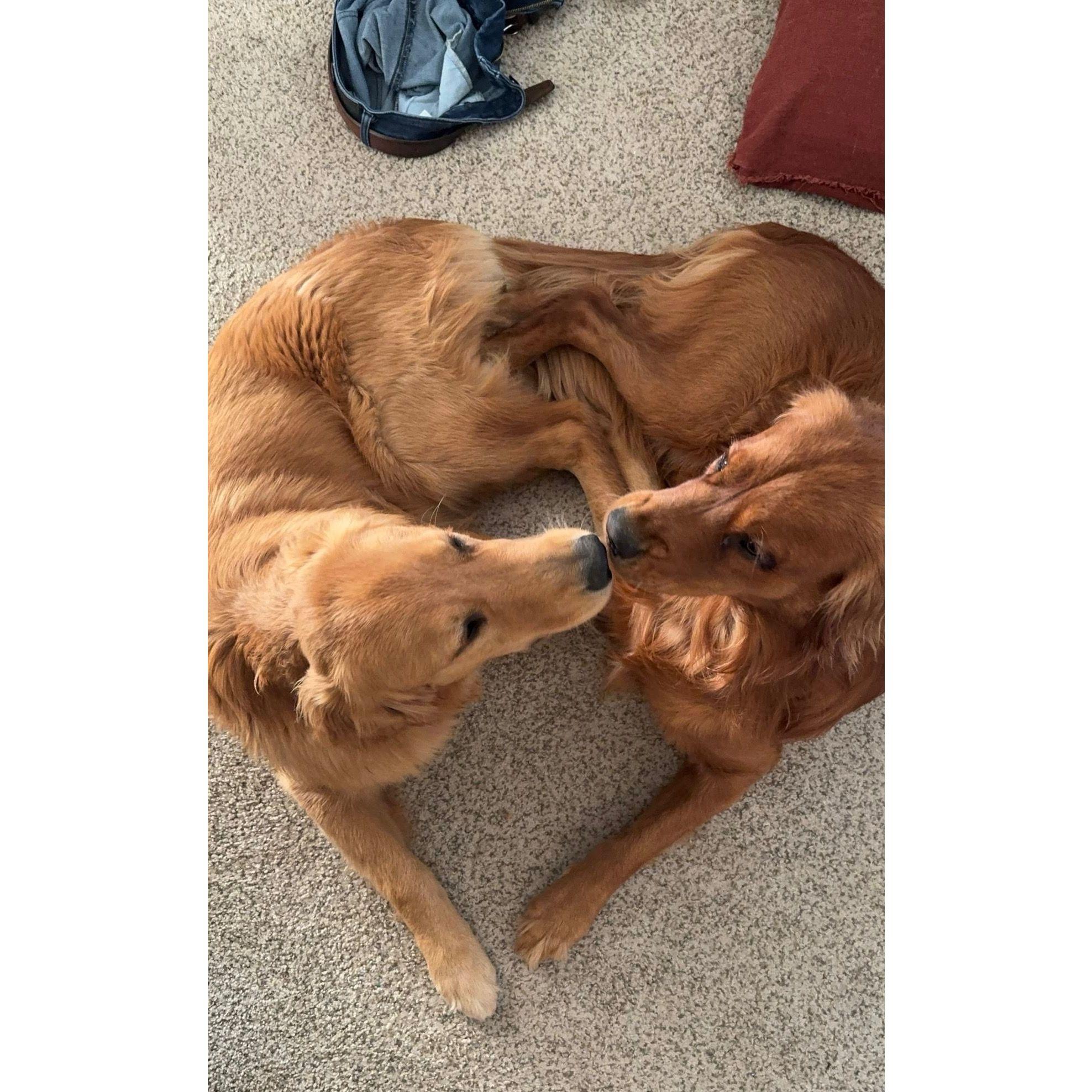 Bo & his bestie Ody