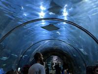 Audubon Aquarium of the Americas
