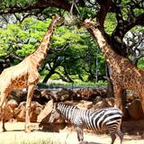 Honolulu Zoo