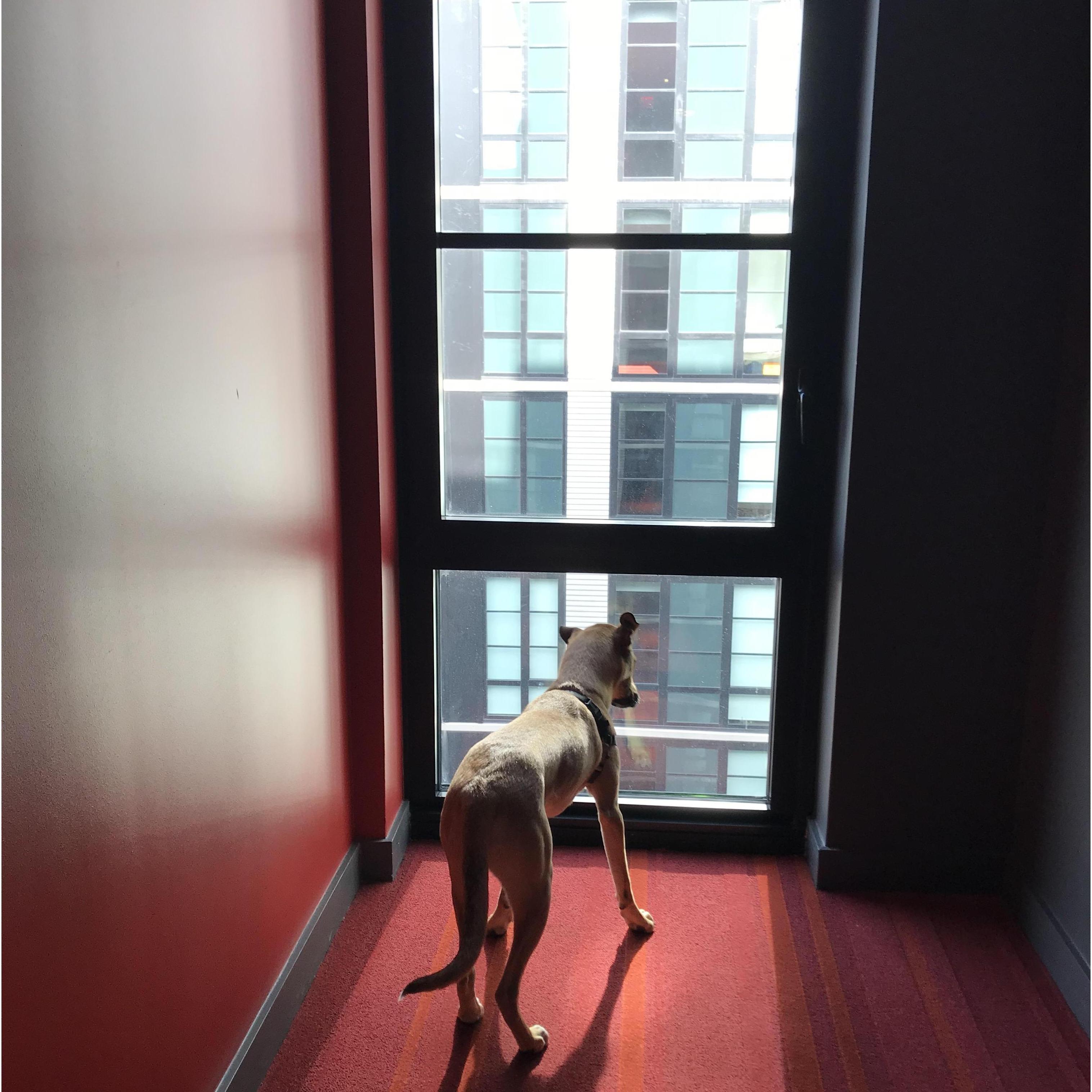 Max looks out the window and checks out the neighbors before every walk.