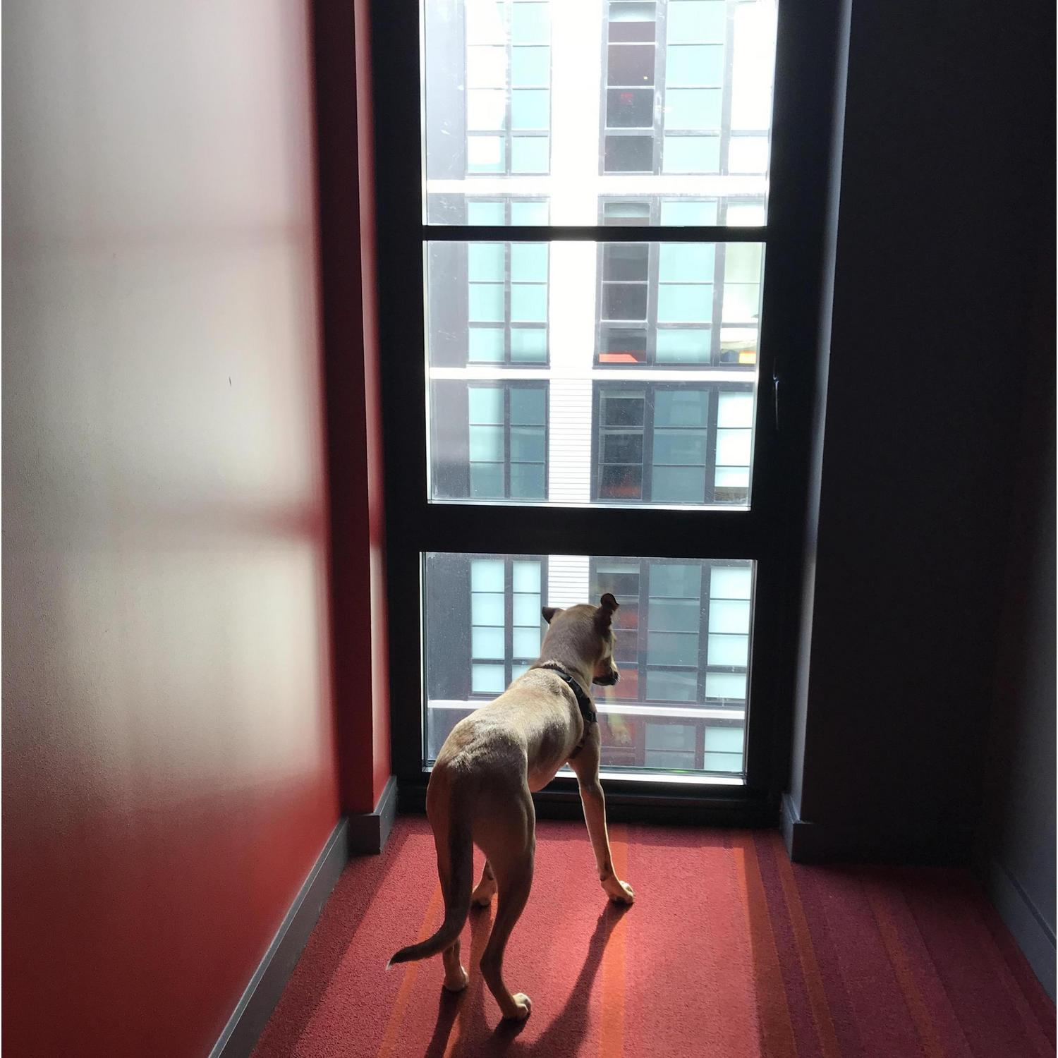 Max looks out the window and checks out the neighbors before every walk.