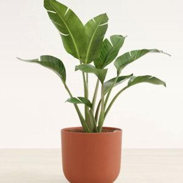 Bird of Paradise Plant