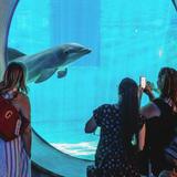 Clearwater Marine Aquarium