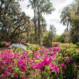 Magnolia Plantation and Gardens