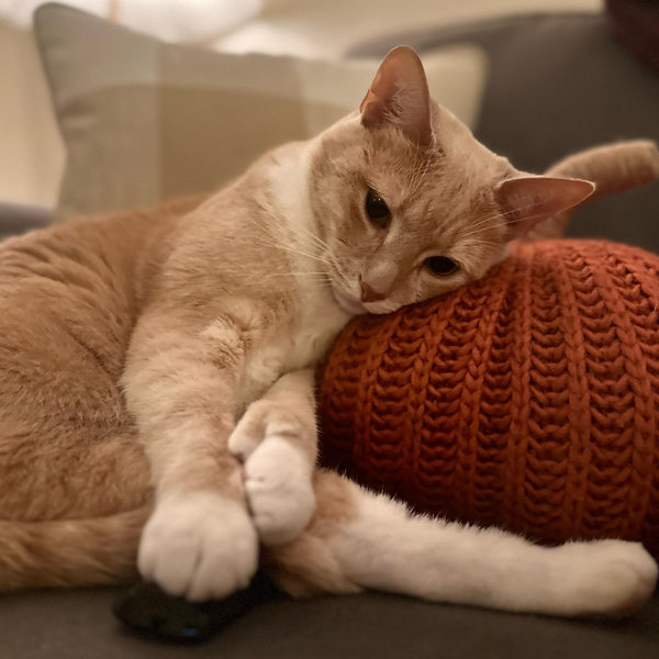 Pet Care (Thumbs Fund)