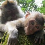 Sacred Monkey Forest Sanctuary