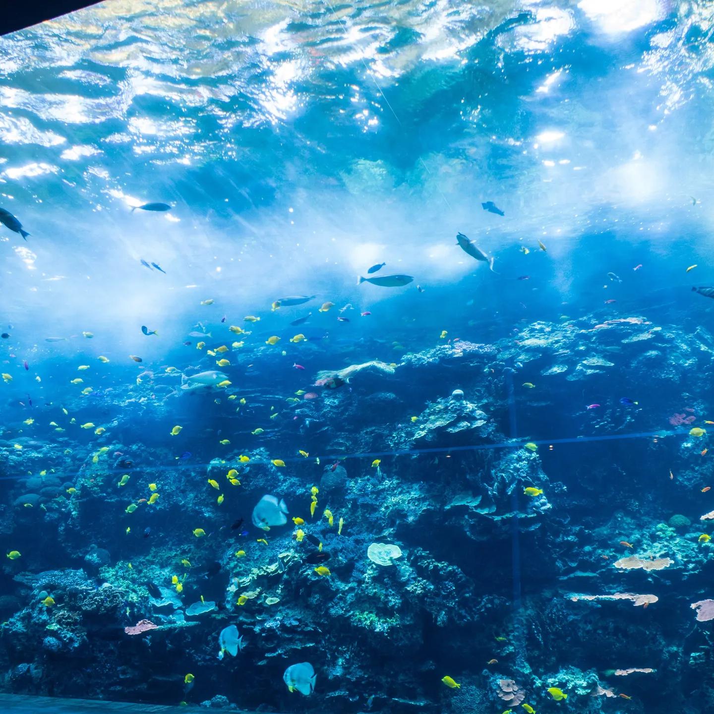 Museum/ Aquarium Entrance Tickets For Two