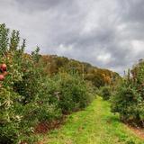 Windy Brow Farms