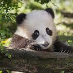 The world famous San Diego Zoo!