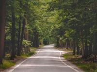 Tunnel of Trees
