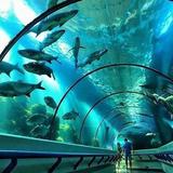 Dominican Republic National Aquarium-Acuario Nacional