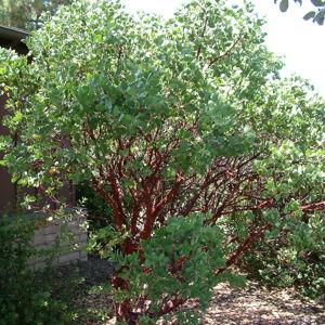Sentinel Manzanita (1)