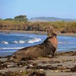 Año Nuevo State Park