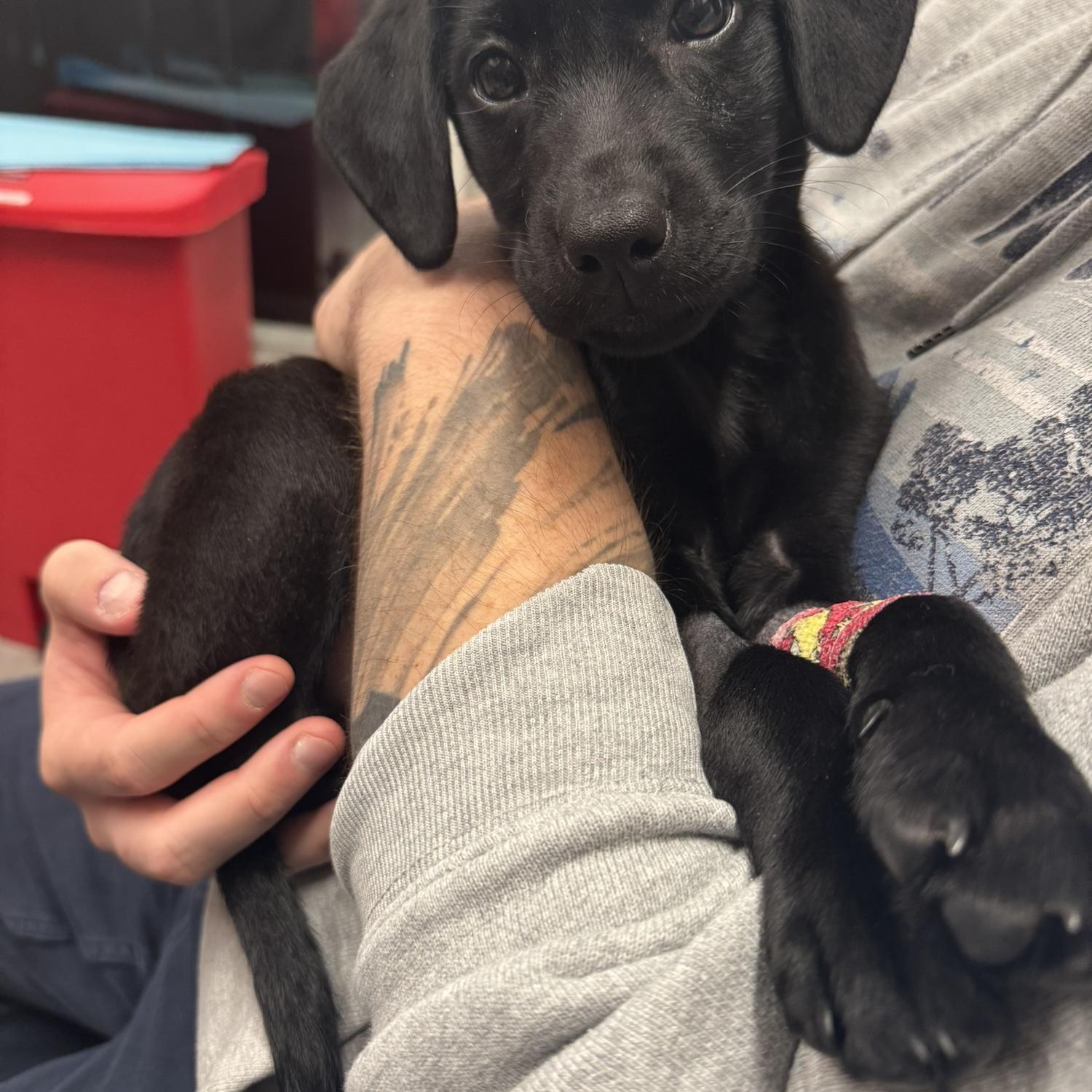 Moby after his overnight vet stay
