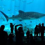 Georgia Aquarium