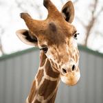 Southland Safari (by reservation only)