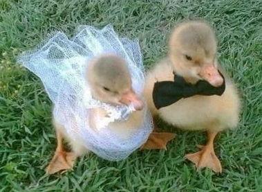 The Wedding Website of Roberta Pacifico and Michele Nicastro