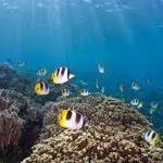 Fish Eye Underwater Observatory