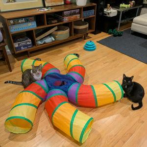 Cat Toys and Food