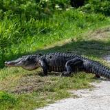 Lake Apopka Wildlife Drive