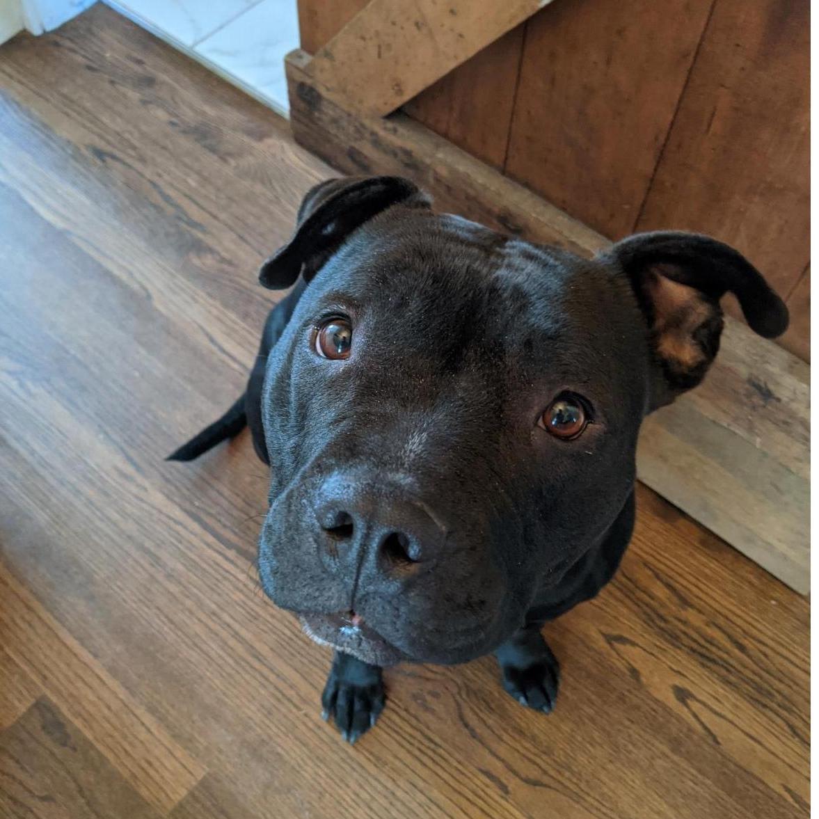 In July 2020, Zach saw a black and white dog on the humane society website named Azula, after a character from one of our favorite shows. We went to meet her, and she immediately stole our hearts.