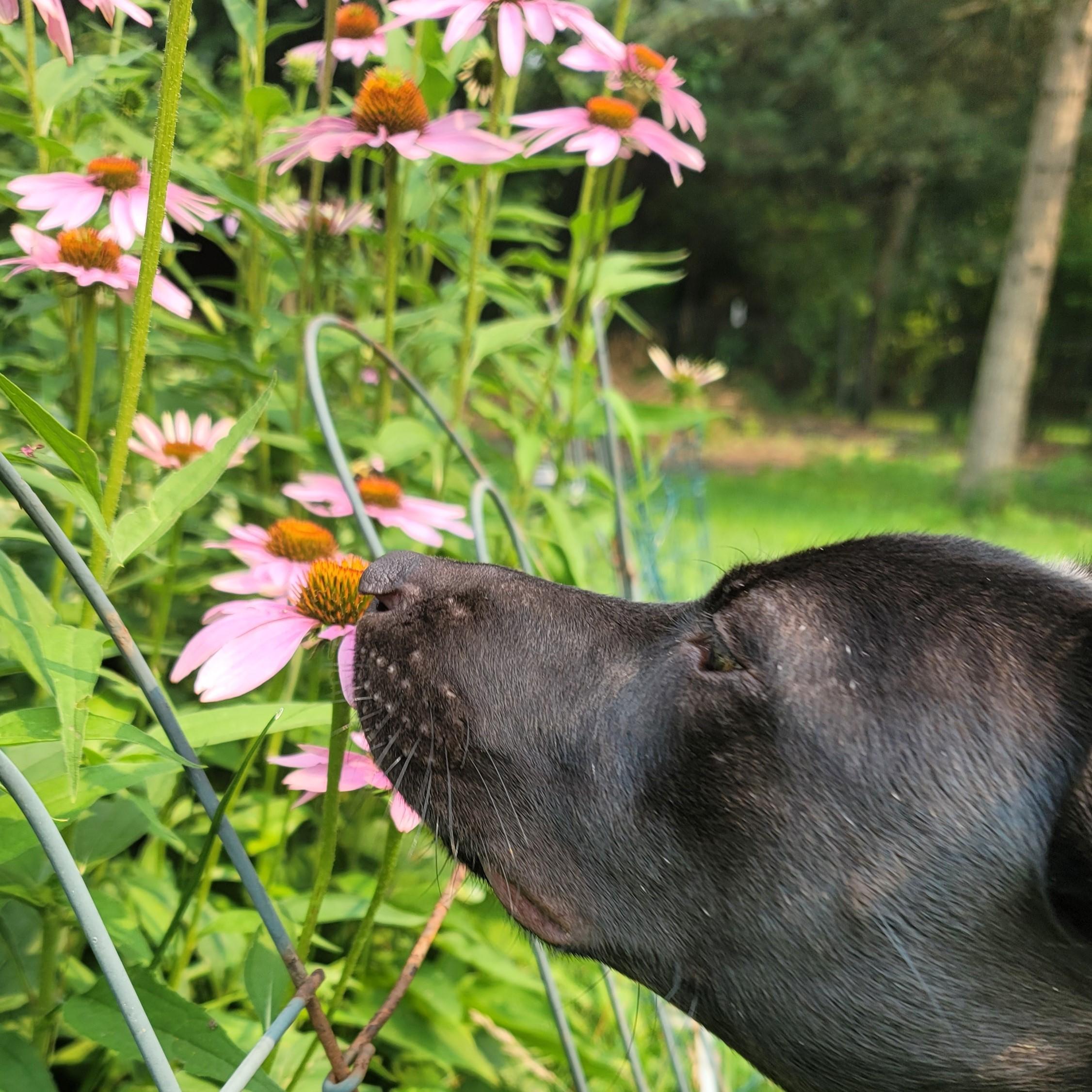 Ivy just has to sniff every flower in the yard. Toledo, Ohio 2023