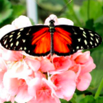 Butterfly House