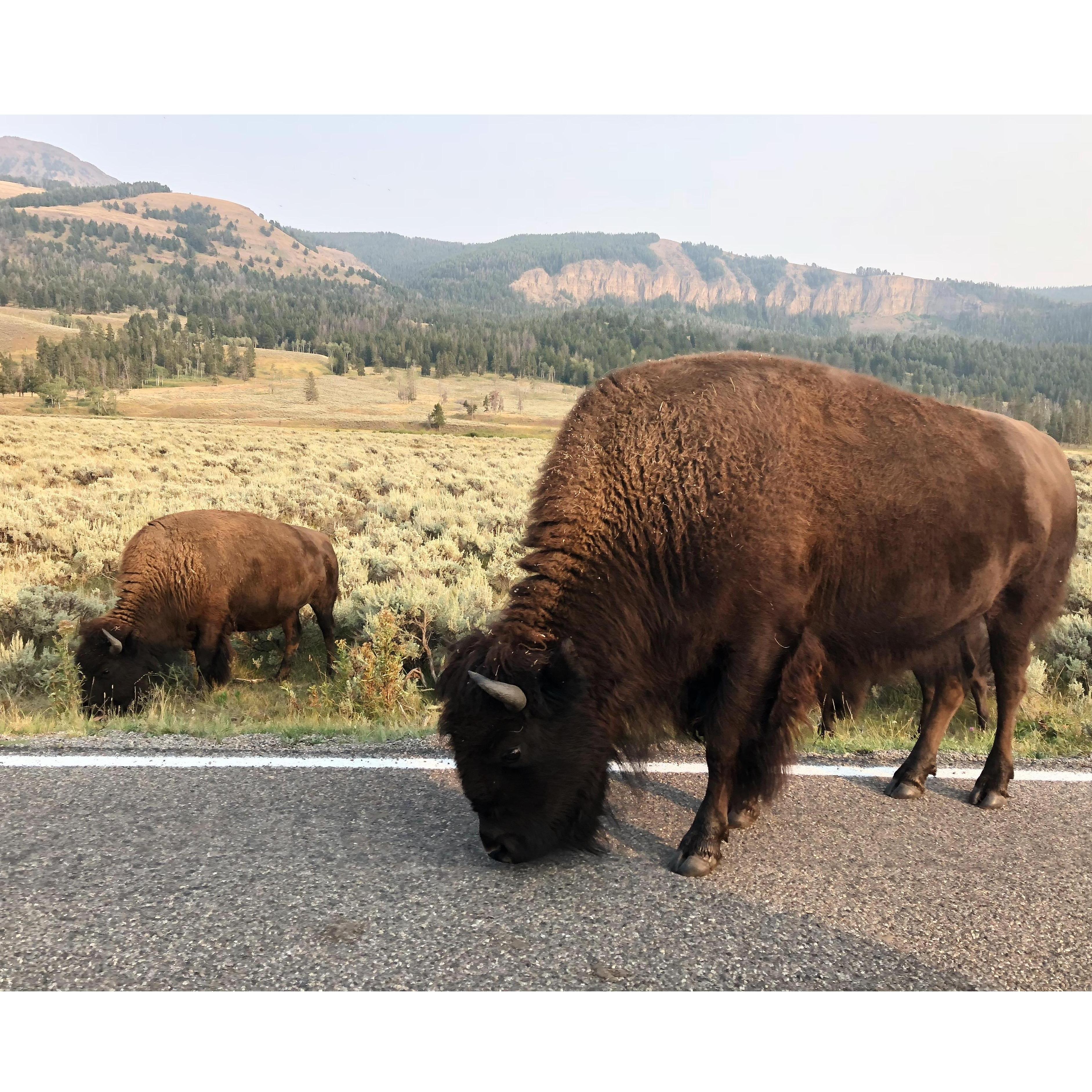 Bison in Lamar Valley, Yellowstone