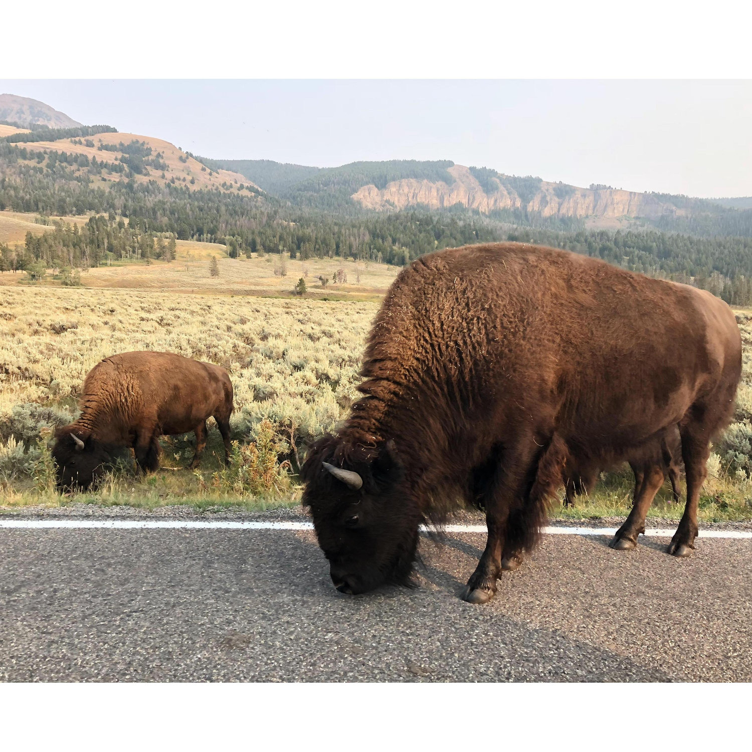 Bison in Lamar Valley, Yellowstone