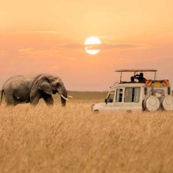African Safari Honeymoon