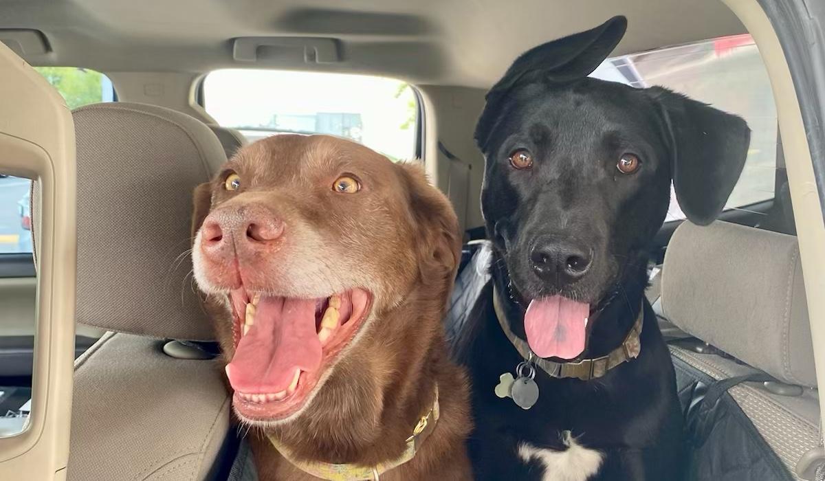 The Wedding Website of Lauren Buseman and Stephen Shaw