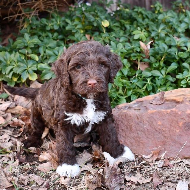 Our New Puppy
