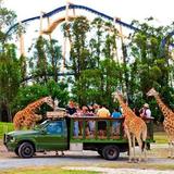 Busch Gardens Tampa Bay