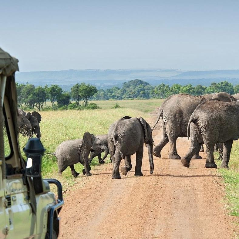 African Safari Honeymoon