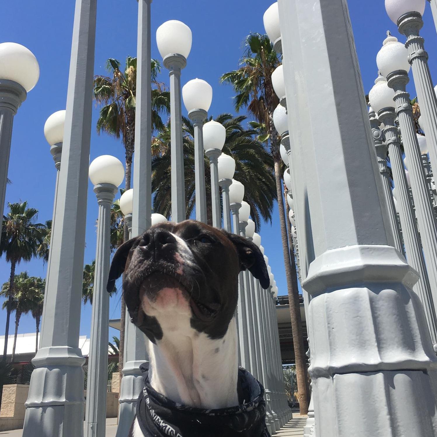 Diggy at an art installation in LA.