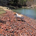 Dodge Point Preserve