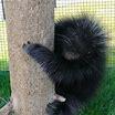 Pine Grove Zoo