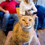 El Jefe Cat Lounge