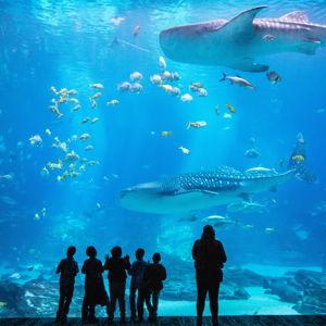Maui Ocean Center Entry Tickets