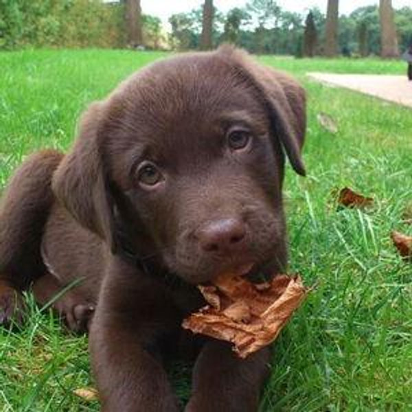 Our New Puppy