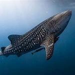 Georgia Aquarium