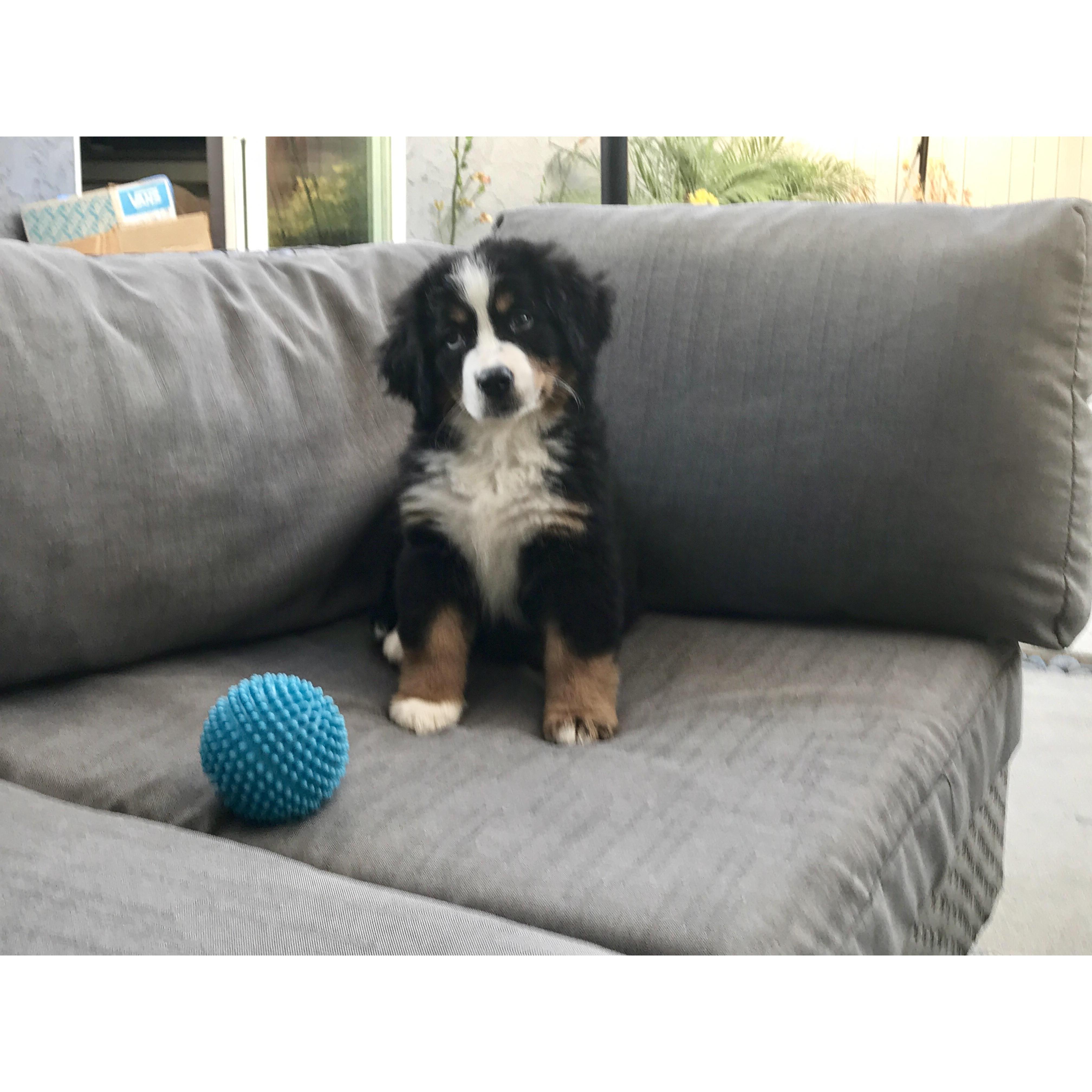 And then this little nugget joined our family. Geoff and Jenny thrilled - Sophie... not so much lol!
