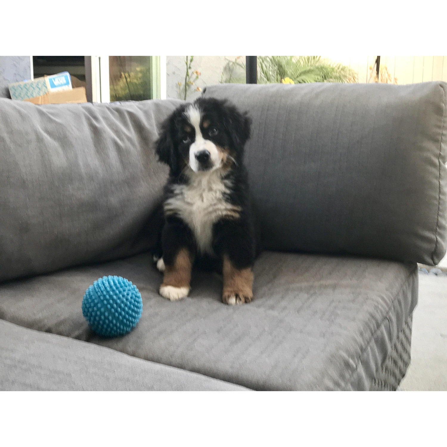 And then this little nugget joined our family. Geoff and Jenny thrilled - Sophie... not so much lol!
