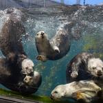 Monterey Bay Aquarium