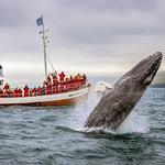 Iceland Whale Watching