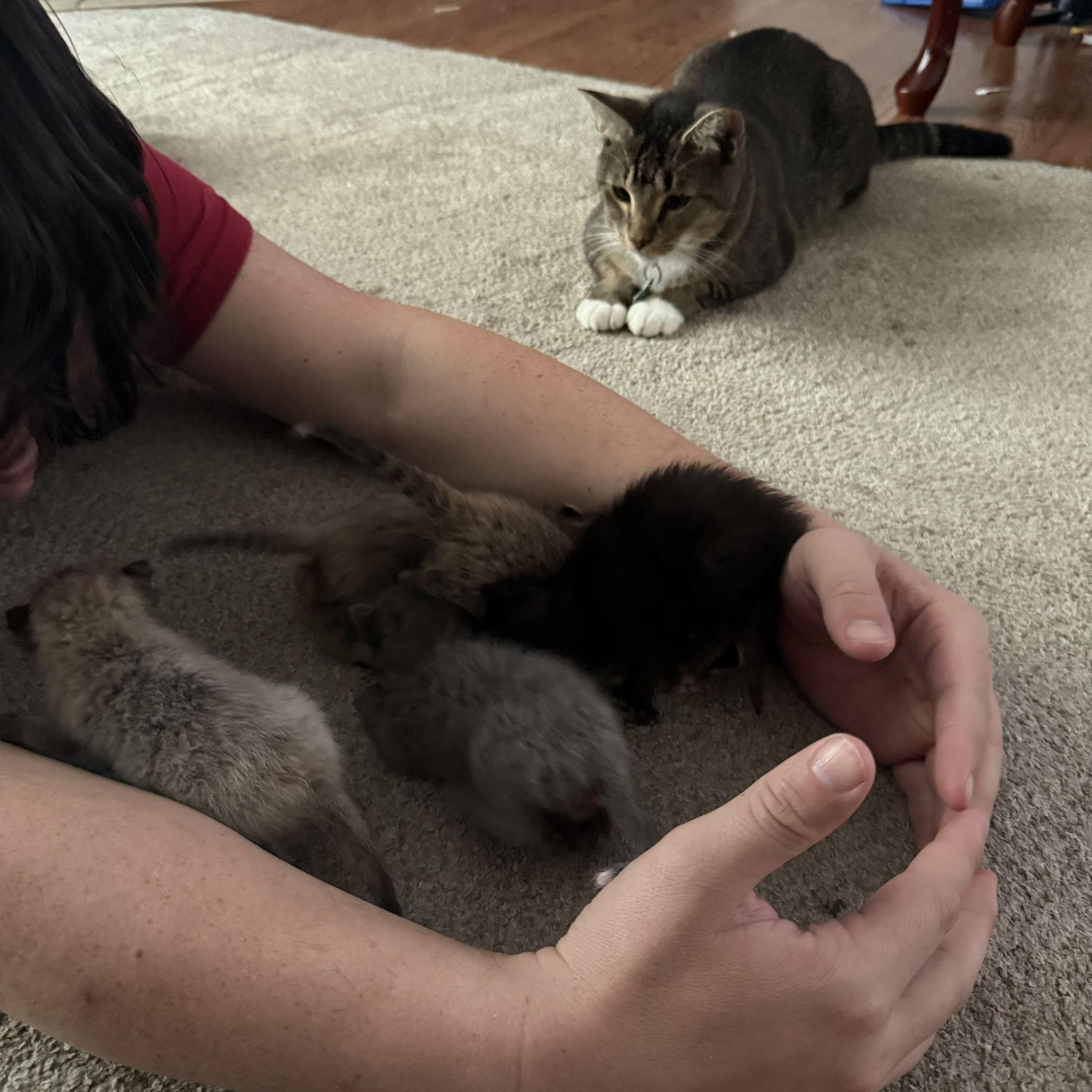 Tummy time with an impatient Stanlee who wanted to play.