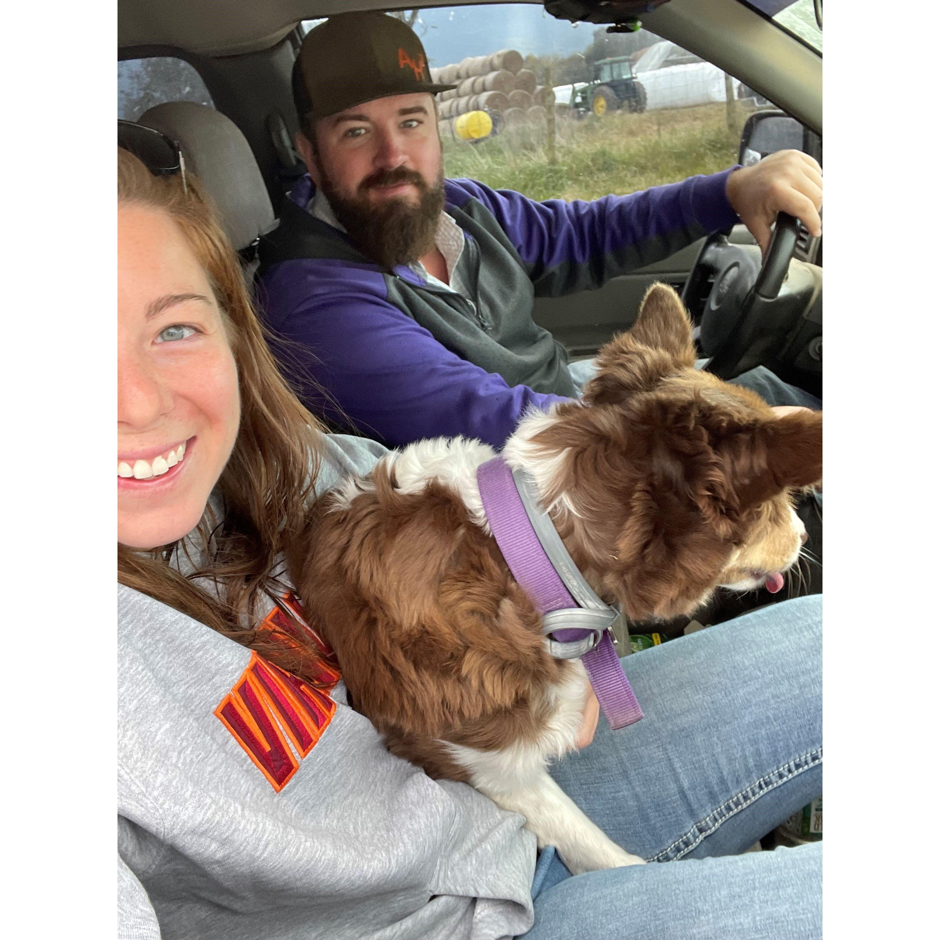 Checking cows at the farm with Chloe