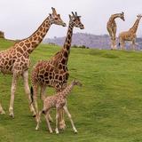 San Diego Zoo